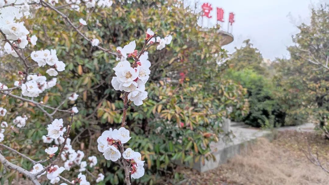 “杏”好有你,“疫”线担当( 张延栋).jpg