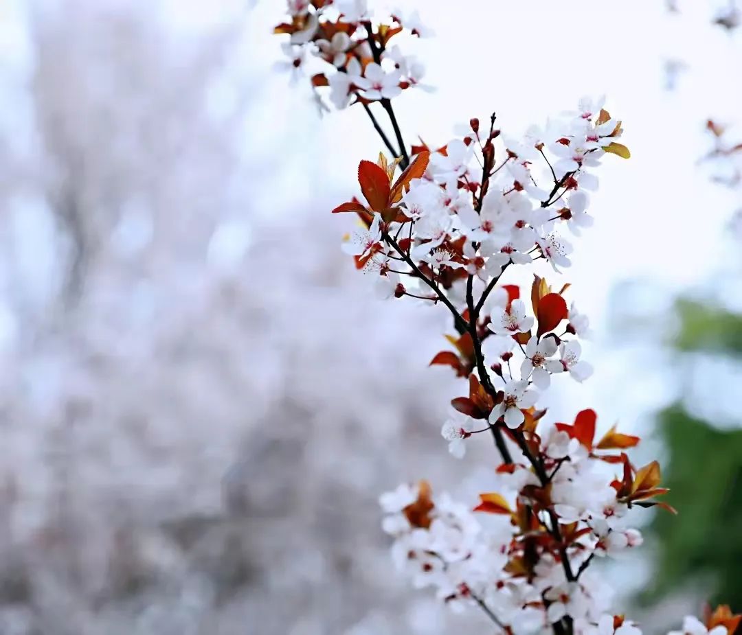 “杏”好有你,“疫”线担当( 张延栋).jpg